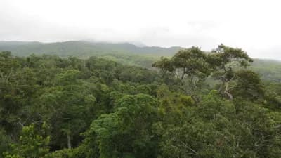 Daintree Rainforest Wildlife