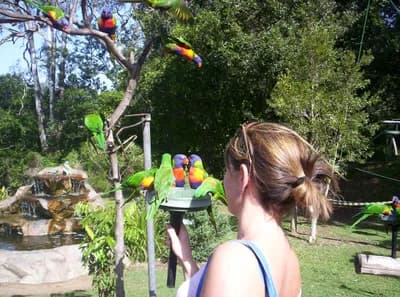 Lone Pine Koala Sanctuary