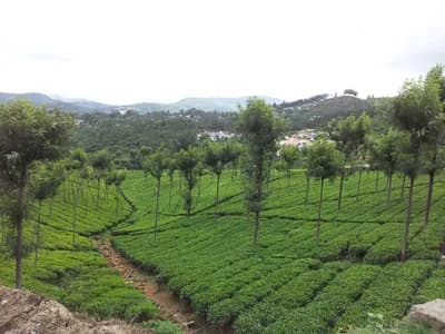 Ooty Tea Factory and Plantations