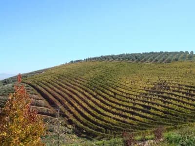 Tokara