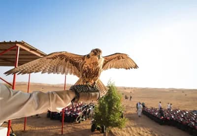 Falconry Experience in the Desert