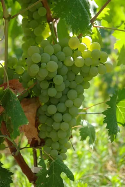 Vermentino di Gallura