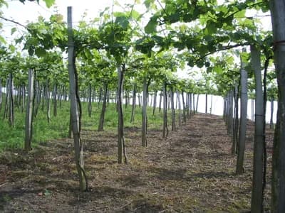 Txakoli