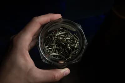 Silver Needle (Baihaoyinzhen)