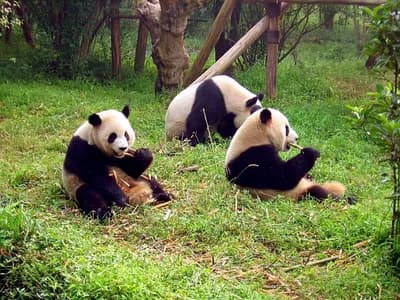 Chengdu Giant Panda Base
