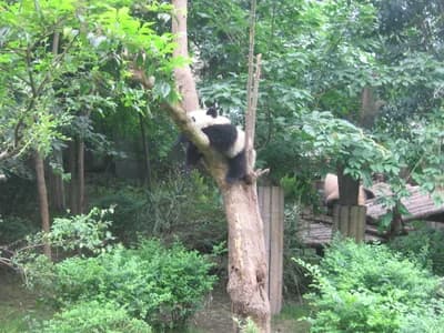 Giant Panda National Park, Sichuan