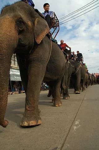 Elephant Round-Up, Surin