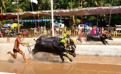 Buffalo Racing Festival, Chonburi