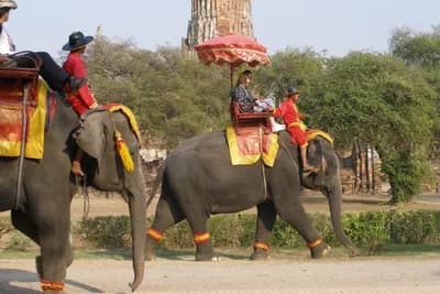 Wild Elephants at Khao Yai