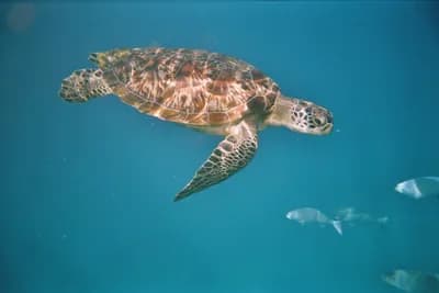 Sea Turtles at Similan Islands