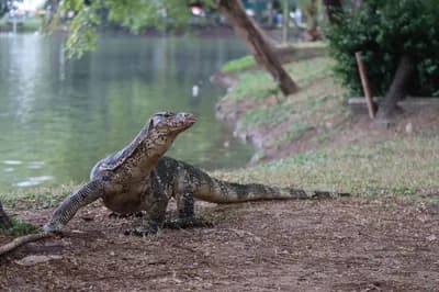 Monitor Lizards at Lumphini Park