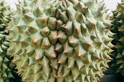 Durian (King of Fruits)