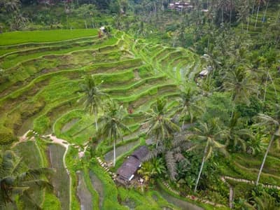 Tegallalang Rice Terraces