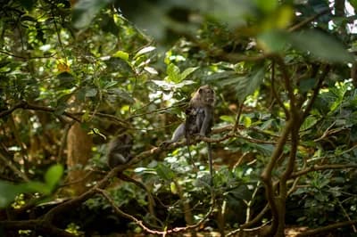 Ubud Monkey Forest