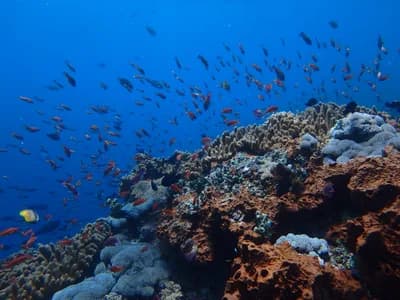 Snorkelling at Nusa Lembongan