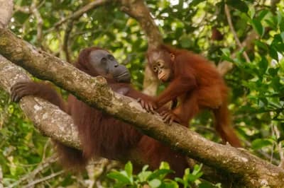 Bornean Orangutans