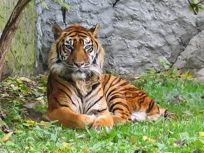 Sumatran Tigers