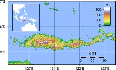 Flores Bajawa