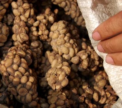 Kopi Luwak Coffee