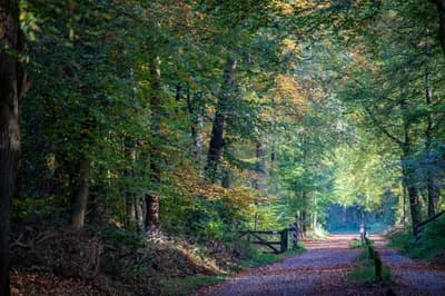 Veluwe Forest Trail