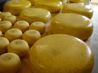 Gouda (Young)