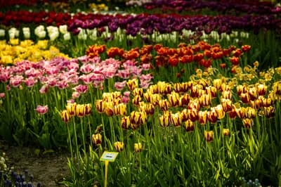 Keukenhof Gardens