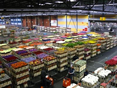 Aalsmeer Flower Auction