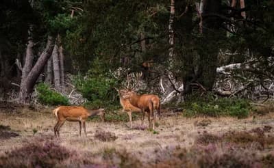 De Hoge Veluwe National Park