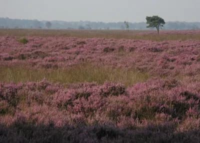 Dwingelderveld National Park