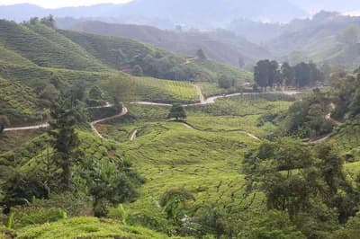 Gunung Brinchang, Cameron Highlands