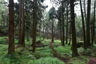 #9 Alishan Highway Climb — Top 10 Cycling Routes in Taiwan in 2026