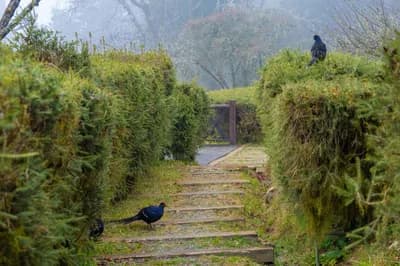 Mikado Pheasant