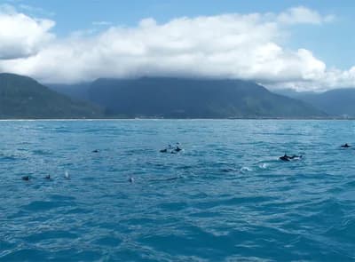 Whale and Dolphin Watching, Hualien