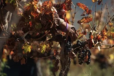 Vendimia (Mendoza Grape Harvest)