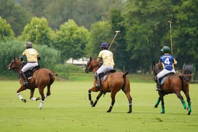 Argentine Polo Ponies