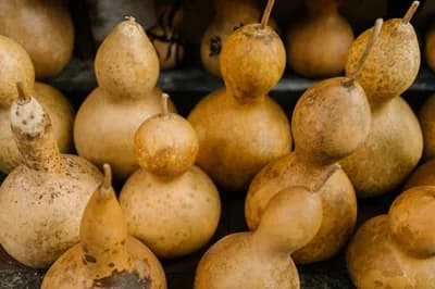 Choosing the Right Gourd