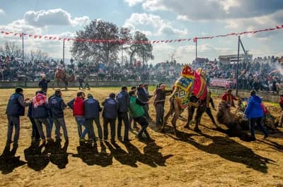 Camel Wrestling Festival, Selcuk