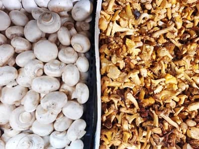 Mushroom Everything