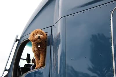 Dog-Friendly Travel