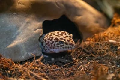 Exotic and Micro Pets