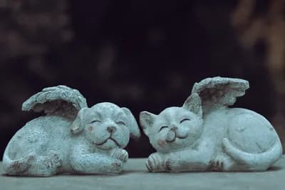 Pet Cremation and Memorial Services