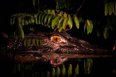 Night Walk in the Amazon Jungle