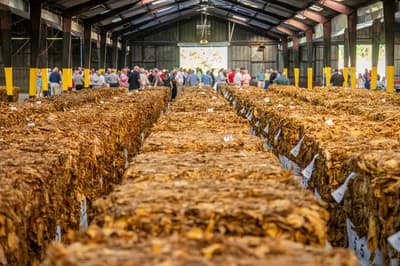 Tobacco Industry Cover-Up