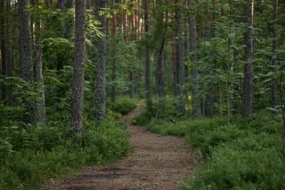 #3 Forest Bathing (Shinrin-yoku) — Top 10 Self-Care Rituals That Science Actually Backs Up