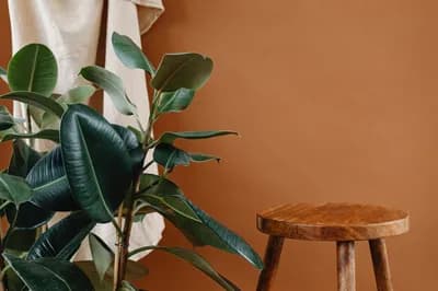 Earthy Color Palettes