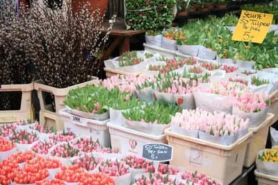 Albert Cuyp Market
