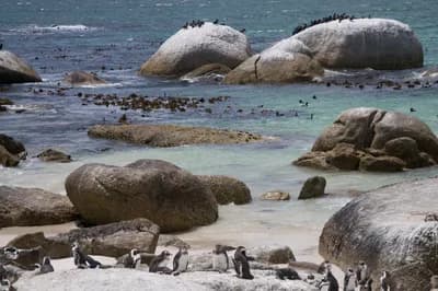 Boulders Beach Penguin Colony