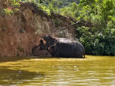 Elephant Sanctuary