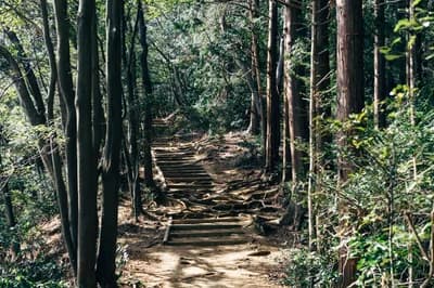 Hike Mount Takao (599m)