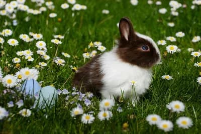 The Easter Bunny Comes From German Lutherans